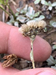Antennaria alpina