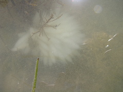 Doryteuthis opalescens