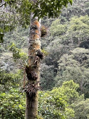 Vriesea tequendamae
