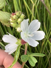 Sidalcea candida