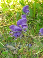 Aconitum degenii