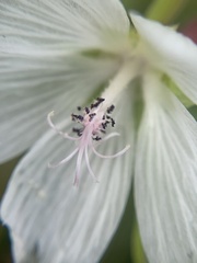 Sidalcea candida