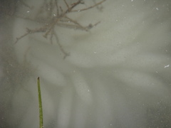 Doryteuthis opalescens