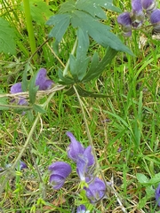 Aconitum degenii