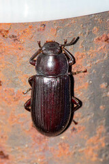 Neatus tenebrioides