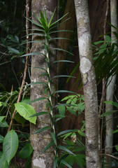 Freycinetia excelsa
