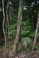 Freycinetia excelsa