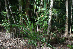 Freycinetia excelsa