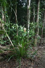 Freycinetia excelsa