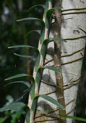 Freycinetia excelsa