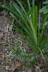 Freycinetia excelsa