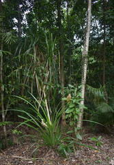 Freycinetia excelsa