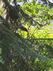 Tamiasciurus hudsonicus