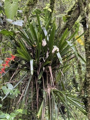 Guzmania multiflora