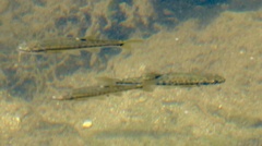 Minnow photo 4