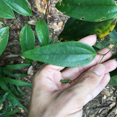 Smilax nantoensis