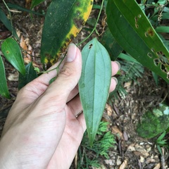 Smilax nantoensis