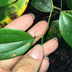 Smilax nantoensis