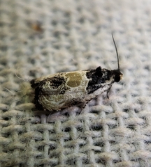 Olethreutes griseoalbana