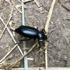 Coelocnemis dilaticollis