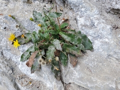 Hieracium amplexicaule