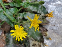 Hieracium amplexicaule