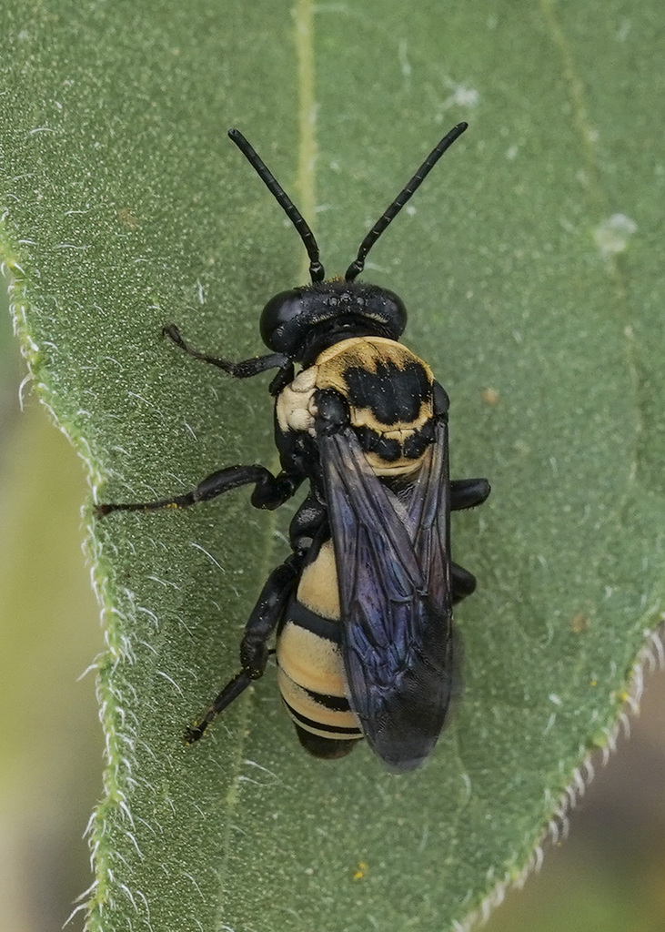 Concave Longhorn-Cuckoo