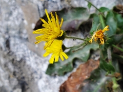 Hieracium amplexicaule