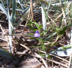 Scutellaria galericulata