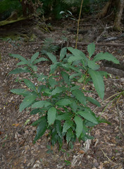 Macaranga subdentata