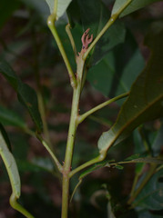 Macaranga subdentata