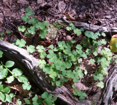 Oxalis acetosella
