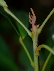 Macaranga subdentata