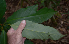 Macaranga subdentata