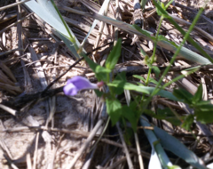 Scutellaria galericulata