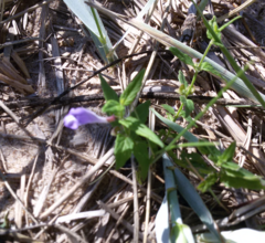 Scutellaria galericulata