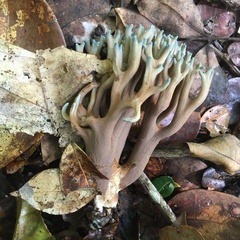 Phaeoclavulina cyanocephala