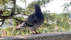 Columba livia