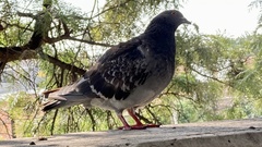 Columba livia