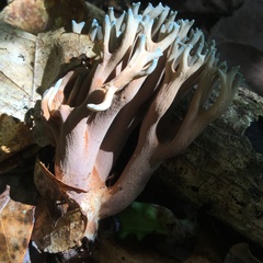 Phaeoclavulina cyanocephala