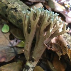 Phaeoclavulina cyanocephala
