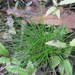Carex banksiana - Photo (c) David Wilson, alguns direitos reservados (CC BY-NC), uploaded by David Wilson