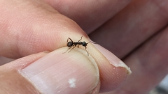 Formica cinerea