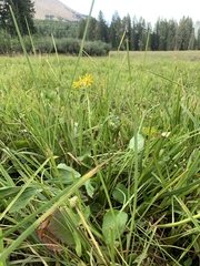 Packera dimorphophylla intermedia