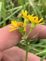 Packera dimorphophylla intermedia