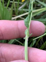 Packera dimorphophylla intermedia