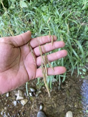 Bromus ramosus