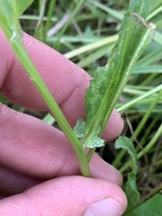 Packera dimorphophylla intermedia