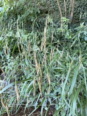 Bromus ramosus