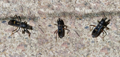 Ectomocoris atrox